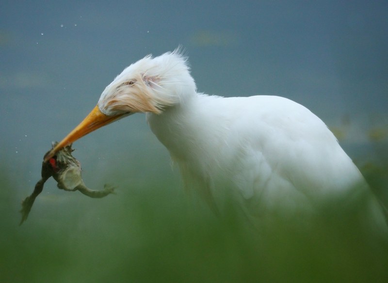 Guardabuoi (Bubulcus ibis )